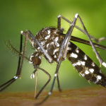 Dengue Cases Surge in Guyana, Prompting Action and Awareness